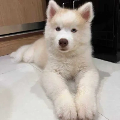 Siberian Husky puppies for sale in Jaipur