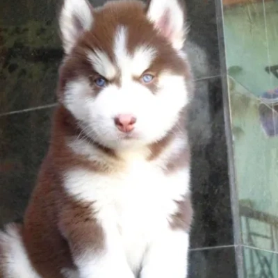 Siberian Husky puppies for sale in Ajmer