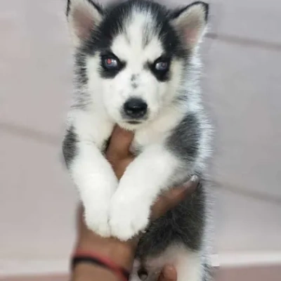 Siberian Husky puppies for sale in Ajmer