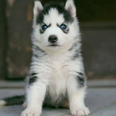 Siberian Husky puppies for sale in Ajmer