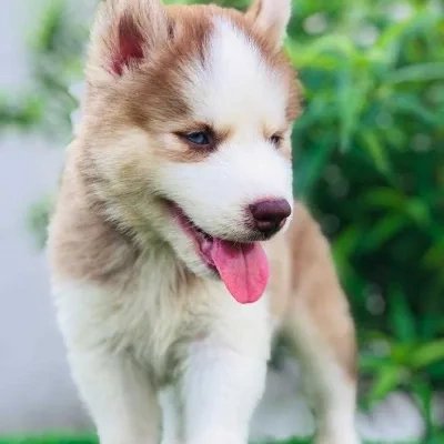 Siberian Husky puppies for sale in Vijayawada