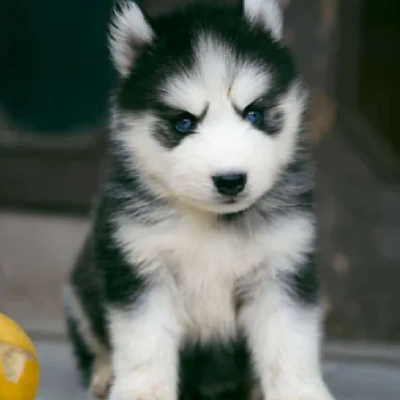 Siberian Husky puppies for sale in Jaipur