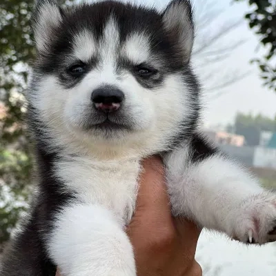 Siberian Husky puppies for sale in Gurgaon