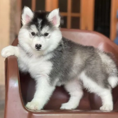 Siberian Husky puppies for sale in Vijayawada