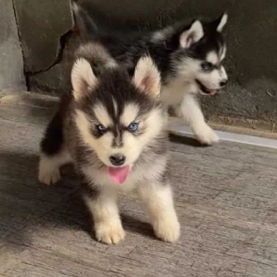 Siberian Husky puppies for sale in Vijayawada