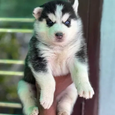 Siberian Husky puppies for sale in Gurgaon