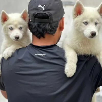 Siberian Husky puppies for sale in Jaipur