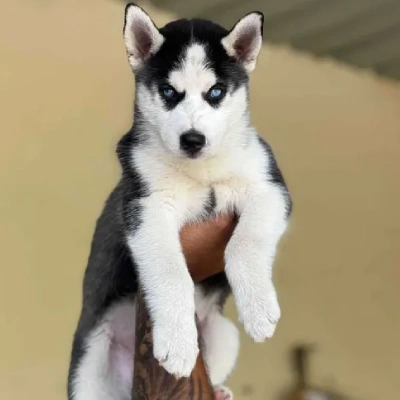 Siberian Husky puppies for sale in Vijayawada