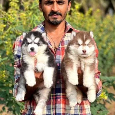 Siberian Husky puppies for sale in Ajmer