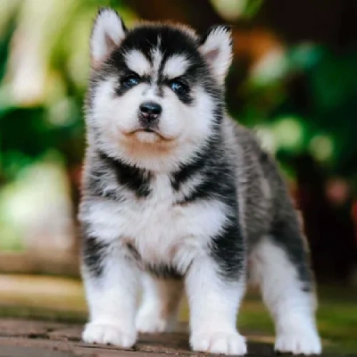 Siberian Husky puppies for sale in Ajmer