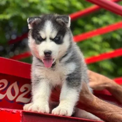 Siberian Husky puppies for sale in Jaipur