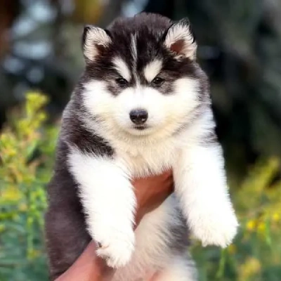 Siberian Husky puppies for sale in Ajmer