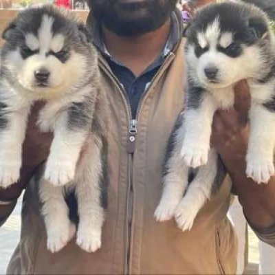 Siberian Husky puppies for sale in Vijayawada