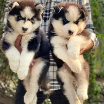 Siberian Husky puppies for sale in Ajmer