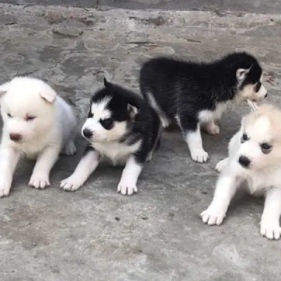 Siberian Husky puppies for sale in Jaipur