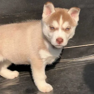 Siberian Husky puppies for sale in Kota