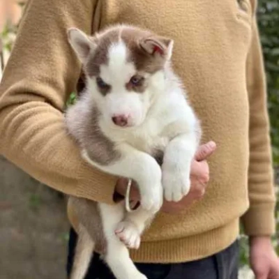 Siberian Husky puppies for sale in Ajmer