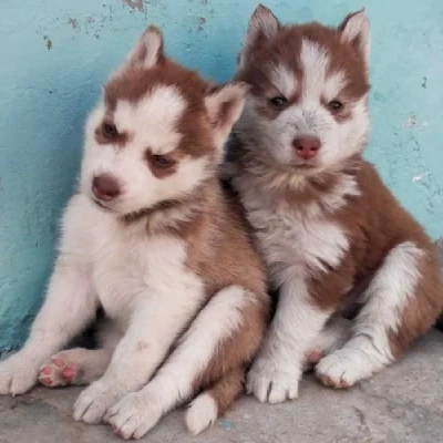 Siberian Husky puppies for sale in Jaipur
