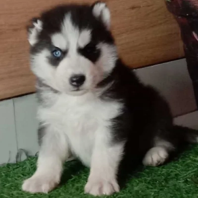 Siberian Husky puppies for sale in Ajmer