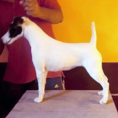 Japanese Terrier puppies for sale in Ajmer