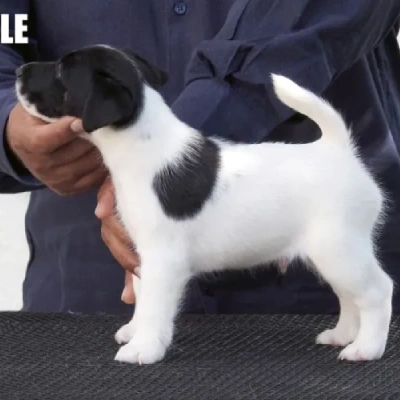 Japanese Terrier puppies for sale in Ajmer
