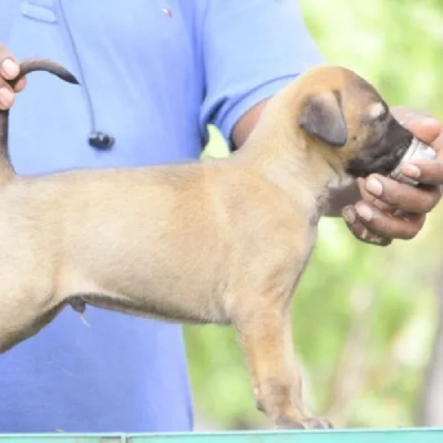 Kombai puppies for sale in Ajmer