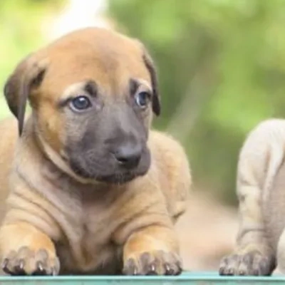 Kombai puppies for sale in Ajmer