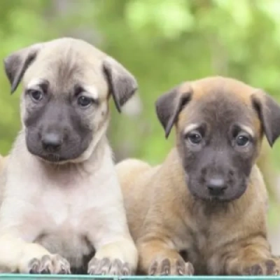 Kombai puppies for sale in Ajmer