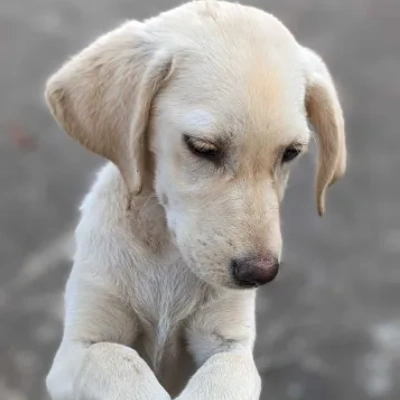 Labrador puppies for sale in Udaipur