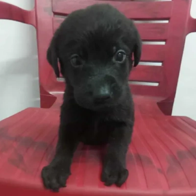 Labrador puppies for sale in Jaipur