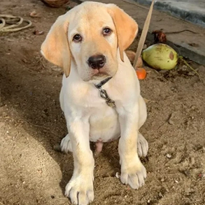 Labrador puppies for sale in Jaipur