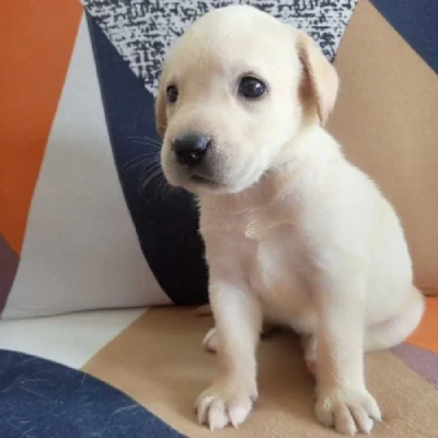 Labrador puppies for sale in Jaipur