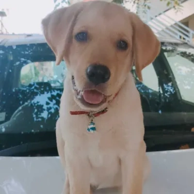 Labrador puppies for sale in Jaipur