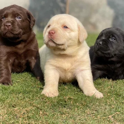 Labrador puppies for sale in Jaipur