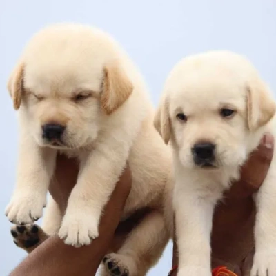 Labrador puppies for sale in Jaipur