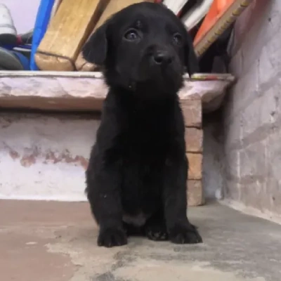 Labrador puppies for sale in Jaipur