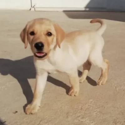 Labrador puppies for sale in Jaipur