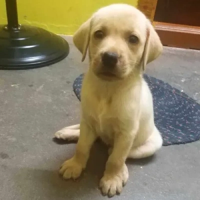 Labrador puppies for sale in Jaipur