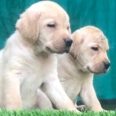 Labrador puppies for sale in Visakhapatnam