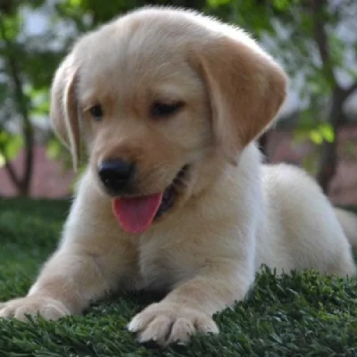 Labrador puppies for sale in Kota