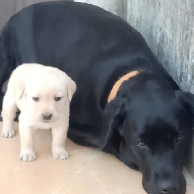 Labrador puppies for sale in Jaipur