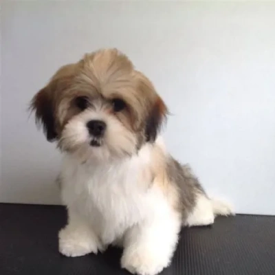 Lhasa Apso puppies for sale in Ajmer