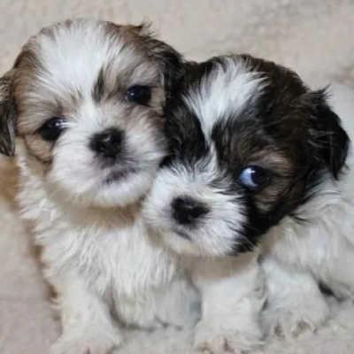 Lhasa Apso puppies for sale in Ajmer