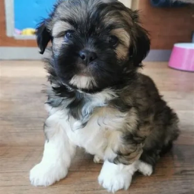 Lhasa Apso puppies for sale in Ajmer