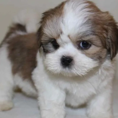 Lhasa Apso puppies for sale in Ajmer