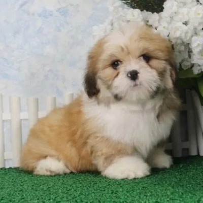 Lhasa Apso puppies for sale in Ajmer