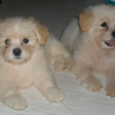 Lhasa Apso puppies for sale in Ajmer