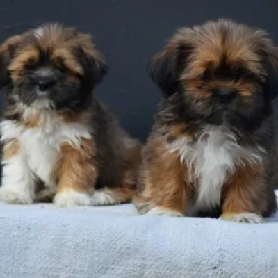 Lhasa Apso puppies for sale in Ajmer