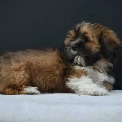 Lhasa Apso puppies for sale in Ajmer