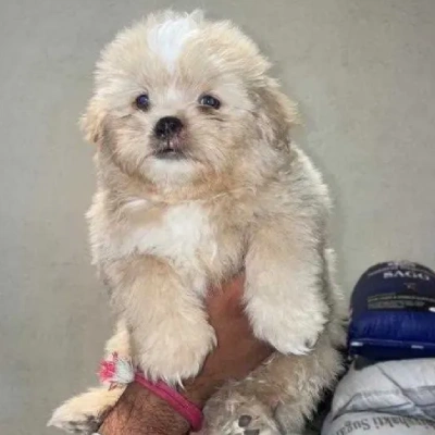 Lhasa Apso puppies for sale in Ajmer